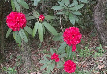 金海雪山四季花谷第 28 张图片