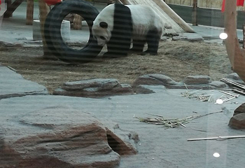 中国亚布力熊猫馆第 29 张图片
