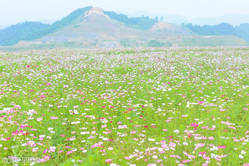 千岛湖马术公园第 18 张图片