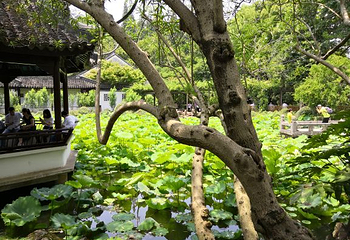 醉白池第 40 张图片