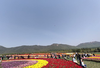 郁金香高地景区第 8 张图片