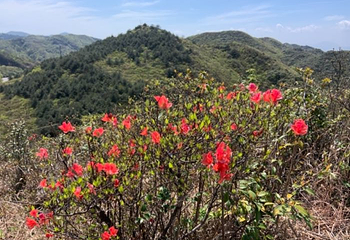 大围山国家森林公园第 76 张图片