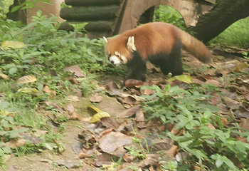 三星堆博物馆第 254 张图片