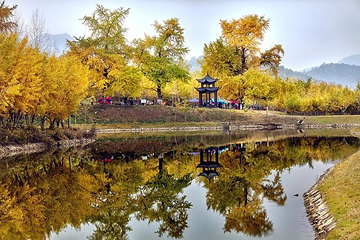 千年银杏谷文化旅游区第 40 张图片