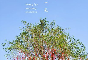 天适樱花悠乐园第 63 张图片