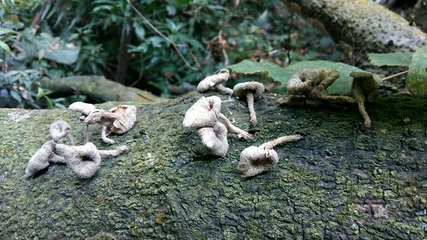 黄金沟森林旅游景区第 8 张图片