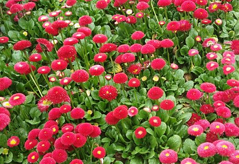 音乐百花谷第 49 张图片