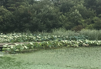 金鸡湖桃花岛第 18 张图片