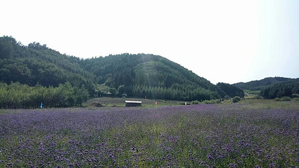 岗山花海第 31 张图片