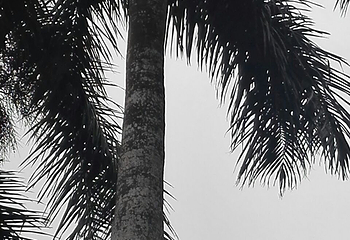 海南热带植物园第 7 张图片