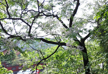 龙凤山公园第 3 张图片