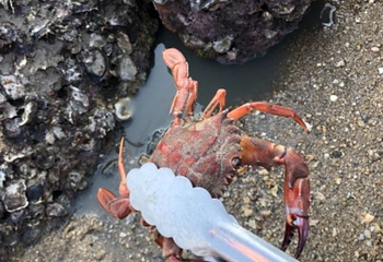 大嶝岛第 27 张图片