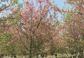 常宁百万樱花园第 15 张图片
