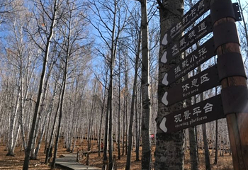 白桦林景区第 35 张图片