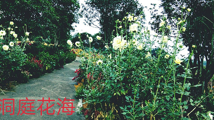 常德洞庭玫瑰花海第 16 张图片