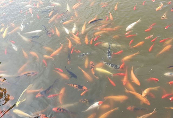 博斯腾湖大河口景区第 48 张图片