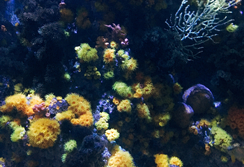 新加坡海洋生物园第 14 张图片