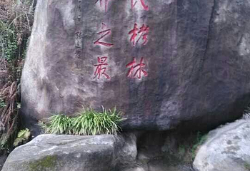 三元格氏栲第 19 张图片