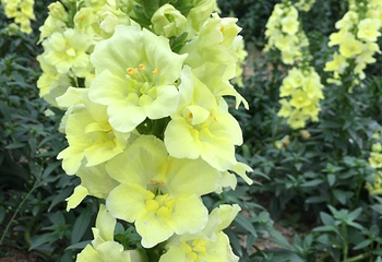 绵阳盛世樱花悠乐谷第 31 张图片