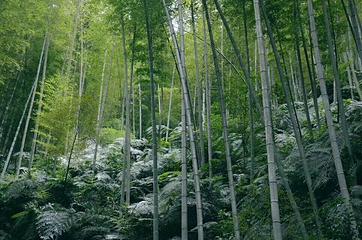 漓江源大峡谷第 13 张图片