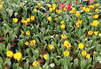 豪泽国际郁金香花海欢乐城第 77 张图片