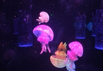 南海洋水母王国第 22 张图片