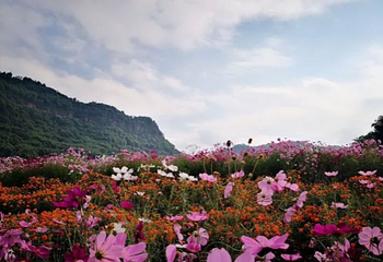 清溪谷旅游区-花田酒地景区第 67 张图片