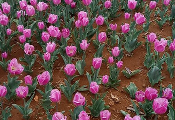 豪泽国际郁金香花海欢乐城第 62 张图片