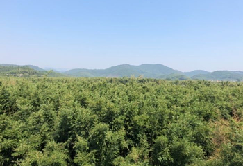 绥江竹海生态旅游景区第 20 张图片