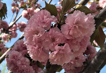 赛石花朝园第 9 张图片