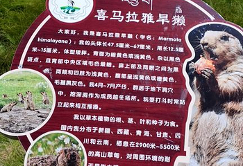 若尔盖花湖生态旅游区第 60 张图片