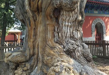 大觉寺第 33 张图片