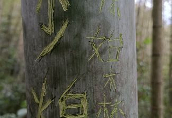 叫水坑原始森林第 8 张图片
