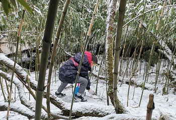 金佛山北坡景区第 18 张图片