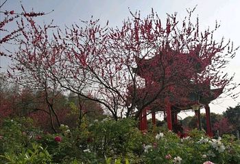 东湖牡丹园第 36 张图片