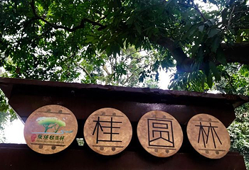 张坝桂圆林旅游区第 19 张图片