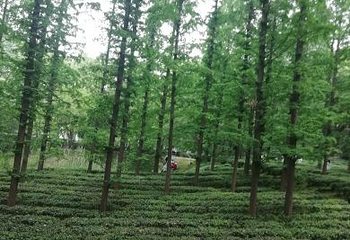 寒山寺钟楼第 8 张图片