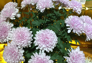 嵩明菊花展览会第 11 张图片