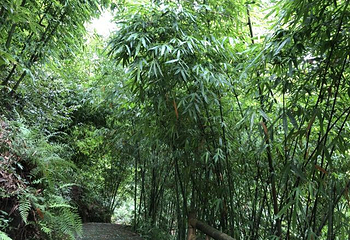 沐川竹海旅游景区第 19 张图片