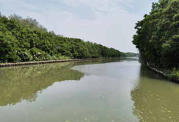 大湾区中央湿地公园第 52 张图片
