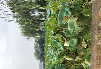 棠樾牌坊群鲍家花园第 36 张图片