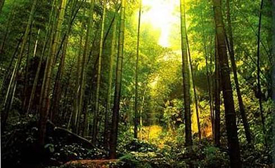 黑竹沟风景名胜区第 37 张图片