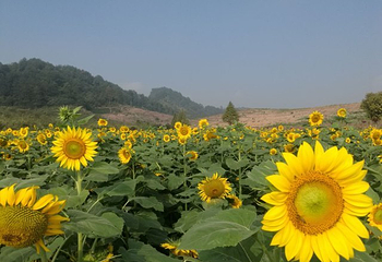花田美地第 34 张图片