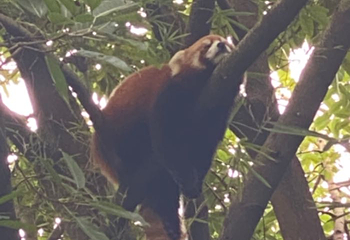 锦里古街第 152 张图片
