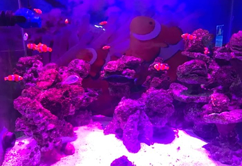 海之语海洋世界第 77 张图片