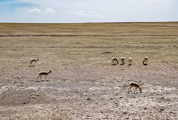 可可西里国家级自然保护区第 22 张图片