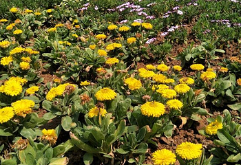 伏热花海庄园第 34 张图片