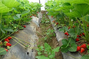 栖贤谷农业生态园草莓采摘第 7 张图片