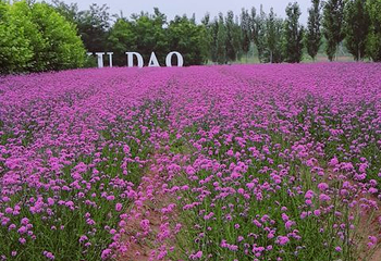 菲奢尔海景温泉第 63 张图片