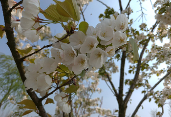 鲜花小镇第 12 张图片